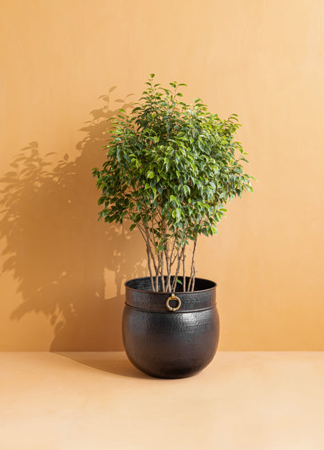Hammered Indoor Planters with Brass Metal