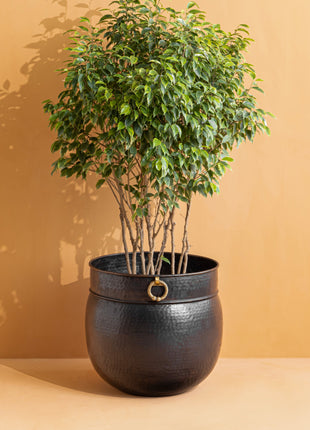 Brass Planter